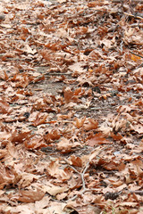 Background of dry yellow leaves on the ground. Autumn concept. 