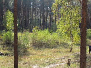 forest in autumn