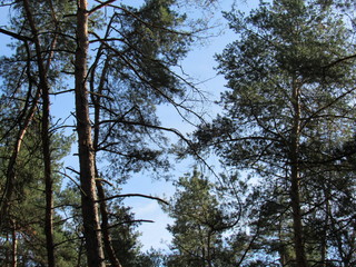 trees and blue sky