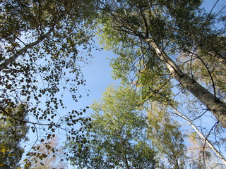 tree with leaves in the sky