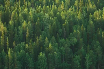 Foto op Aluminium texture coniferous forest top view / landscape green forest, taiga peaks of fir trees © kichigin19