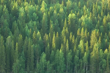  textuur naaldbos bovenaanzicht / landschap groen bos, taiga toppen van dennenbomen © kichigin19