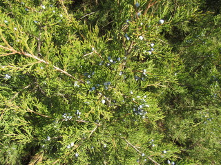 thuja branch in autumn