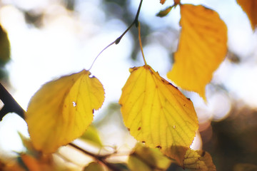 autumn leaves background / yellow leaves in autumn park tree branches with falling leaves. Blurred background concept autumn. Indian summer. Branches of a tree covered with orange foliage.