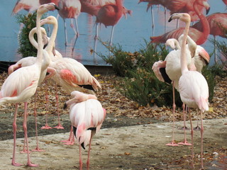 group of pink flamingos