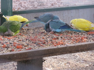 pack of parrots