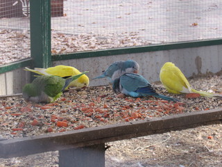 pack of parrots