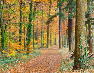 Obraz premium Pathway in the autumn forest