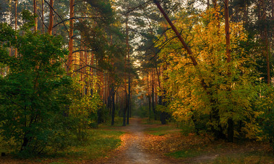 walk in the autumn forest. Sun rays. autumn colors