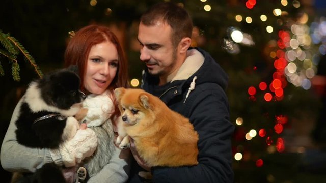 Young Couple with Caucasian Appearance Having Fun with the Couple of Dogs. Lights and Christmass Tree is On Background.