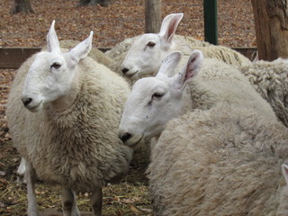 sheep on farm