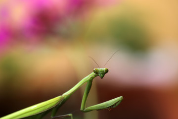 カマキリの顔