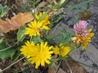 yellow flowers in garden