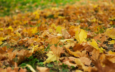 Closeup of yellow autumn leaves covers the ground in autumn day. low point. selective focus. 