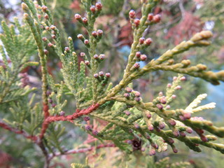 branch of a tree in spring