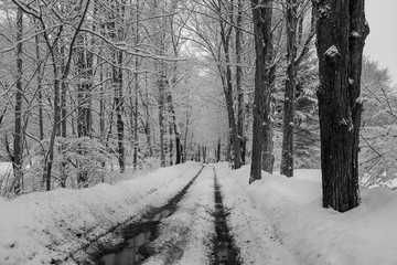 road in winter forest