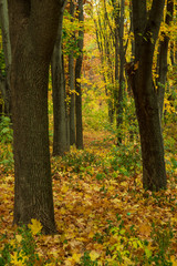 Obraz premium Closeup of yellow autumn leaves covers the ground in autumn day. low point. selective focus. 