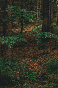 forest in fog
