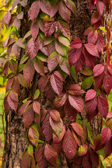 Closeup of rRed leaves of Parthenocissus plant (Virginia creeper, Victoria creeper) autumn day.