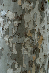 Closeup of tree bark - natural camouflage coloring khaki. &nbsp; ideas from nature to create a military camouflage