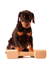 Puppy with Dumbell..Six week old black Dobermann puppy with dumbell, isolated against a white background