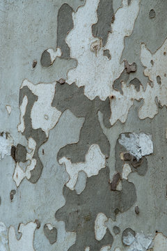Closeup of tree bark - natural camouflage coloring khaki.   ideas from nature to create a military camouflage