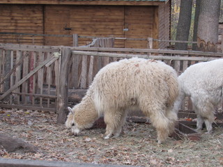 alpaca in zoo