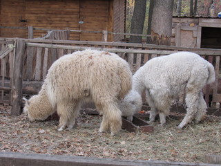 alpaca in zoo
