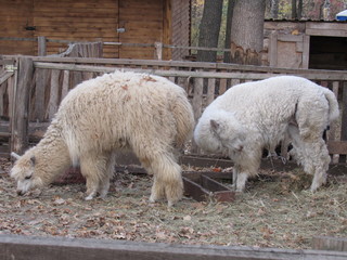 alpaca in zoo