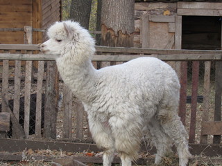 alpaca in zoo