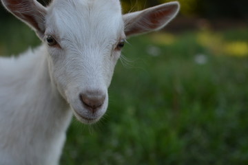 little domestic goat