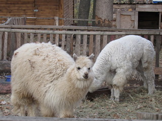 alpaca in zoo
