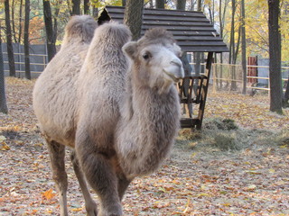 portrait of camel