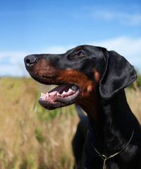 Young male Dobermann profile, outdoors against a field and blue sky