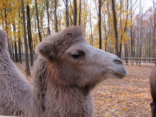 portrait of camel