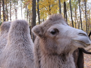 portrait of camel