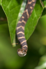 Baby Northern Water Snake hanging from a buttonbush branch