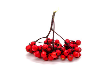 Rowan on a white background