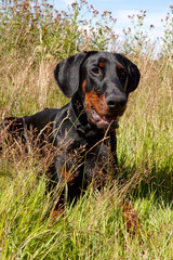 Dobermann Laying In Grass, this black dog is looking though the long stems of grass and weeds