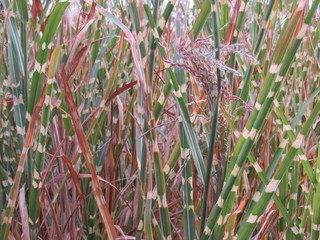 grass in field