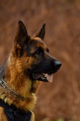 german shepherd dog
