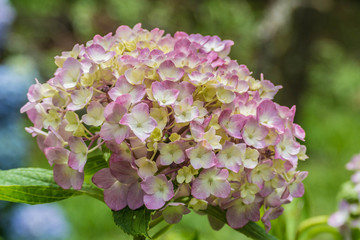 Purple Hydrangea macrophylla in Japan
