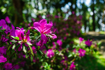 The pink flowers at beautiful on Doi Suthep of thailand.