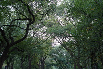 Fototapeta premium tree in forest