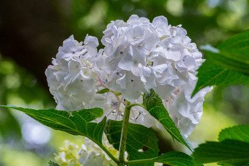 Whitish Hydrangea macrophylla in Japan