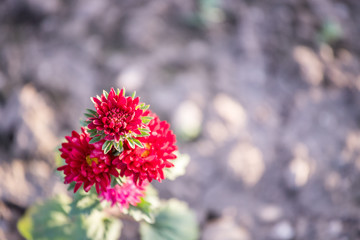 Frische bunte Blumen werden auf Feld angebaut, Textfreiraum