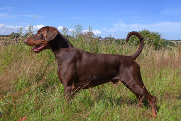 Brown Dobermann Standing in long grass