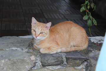 Gatto rosso sul muretto