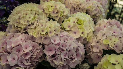 lightly tinted Hydrangea macrophylla in Japanese garden