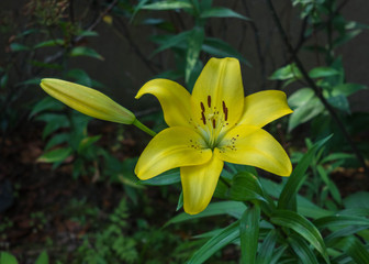 Fototapeta na wymiar Yellow Lily in Japanese Garden